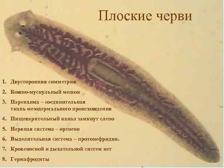 Плоские черви 1. Двусторонняя симметрия 2. Кожно-мускульный мешок 3. Паренхима – соединительная ткань мезодермального