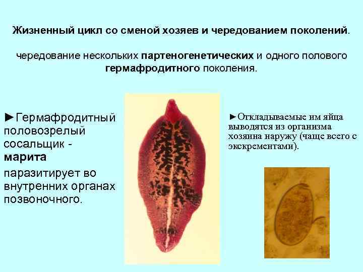 Жизненный цикл со сменой хозяев и чередованием поколений. чередование нескольких партеногенетических и одного полового