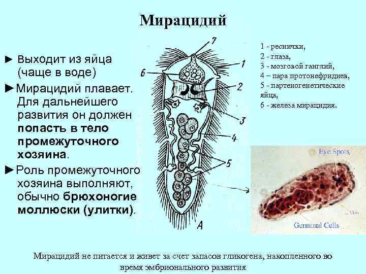 Мирацидий ► Выходит из яйца (чаще в воде) ►Мирацидий плавает. Для дальнейшего развития он