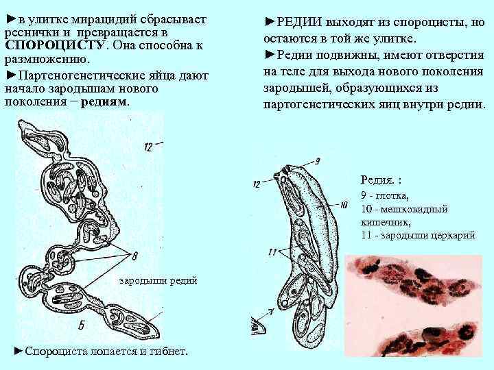 ►в улитке мирацидий сбрасывает реснички и превращается в СПОРОЦИСТУ. Она способна к размножению. ►Партеногенетические