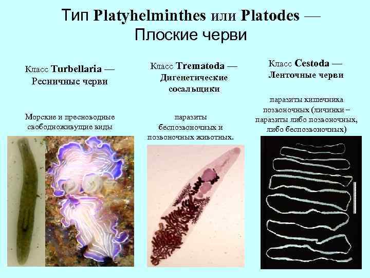 Тип Platyhelminthes или Platodes — Плоские черви Класс Turbellaria — Ресничные черви Морские и