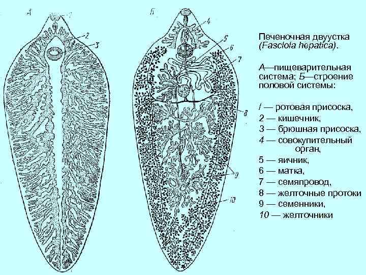 Печеночный сосальщик строение рисунок