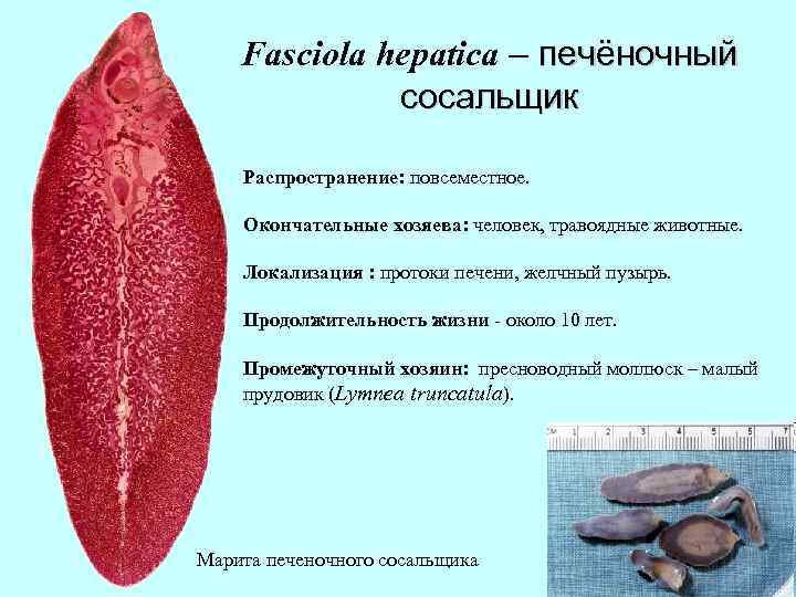 Fasciola hepatica – печёночный сосальщик Распространение: повсеместное. Окончательные хозяева: человек, травоядные животные. Локализация :