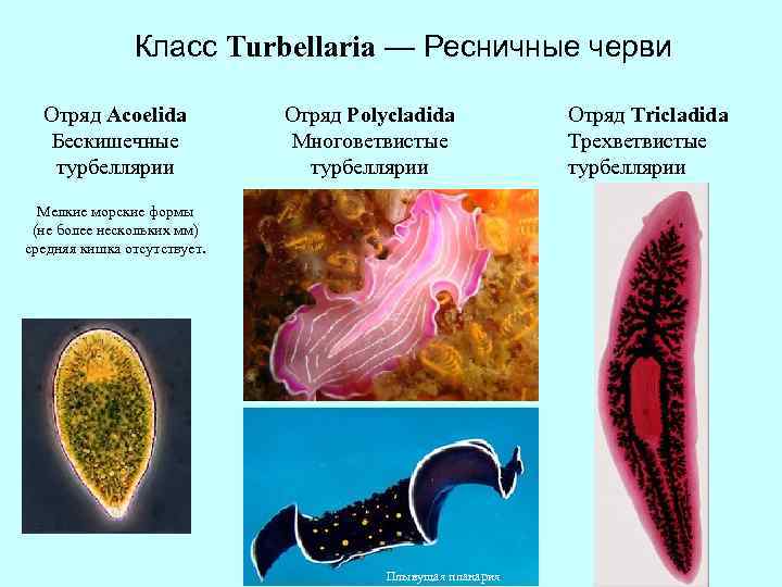 Класс Turbellaria — Ресничные черви Отряд Acoelida Бескишечные турбеллярии Мелкие морские формы (не более