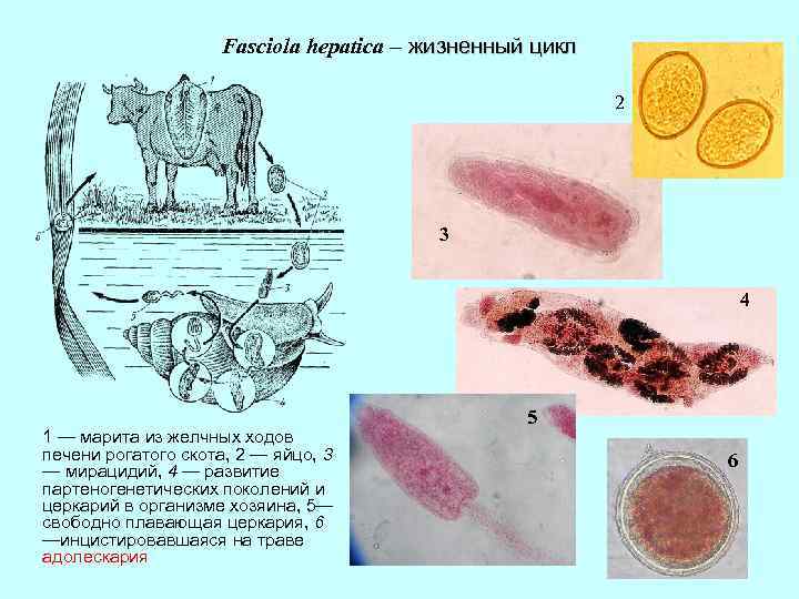 Fasciola hepatica – жизненный цикл 2 3 4 1 — марита из желчных ходов