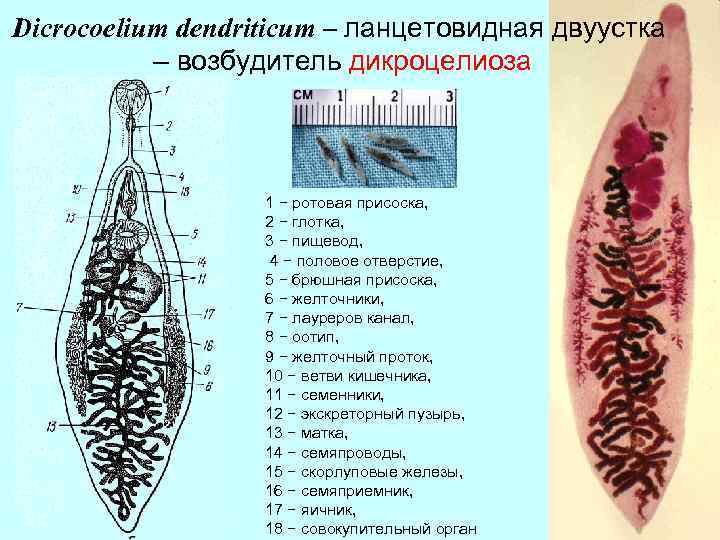 Dicrocoelium dendriticum – ланцетовидная двуустка – возбудитель дикроцелиоза 1 − ротовая присоска, 2 −