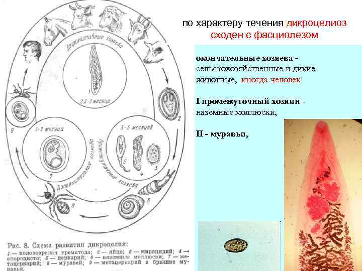 по характеру течения дикроцелиоз сходен с фасциолезом. окончательные хозяева сельскохозяйственные и дикие животные, иногда