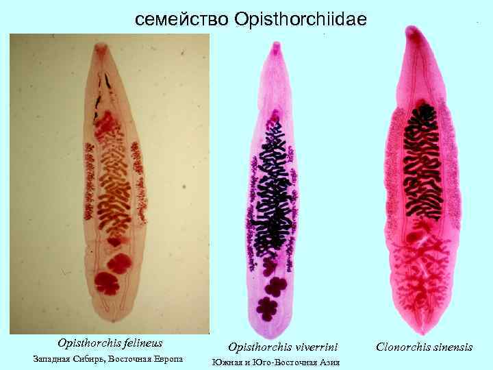 семейство Opisthorchiidae Opisthorchis felineus Западная Сибирь, Восточная Европа Opisthorchis viverrini Южная и Юго-Восточная Азия