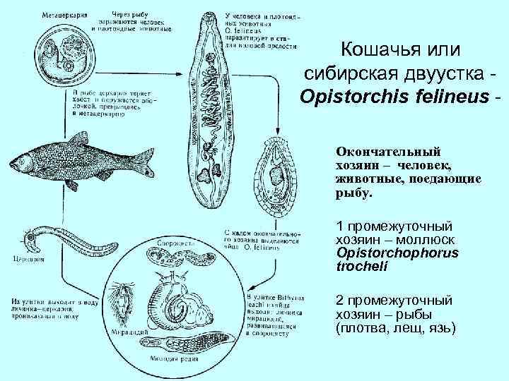 Рассмотрите рисунок 1 2 с изображением паразитических простейших какое заболевание человека