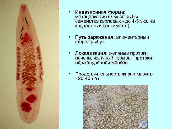  • Инвазионная форма: метацеркария (в мясе рыбы семейства карповых - до 4 -5