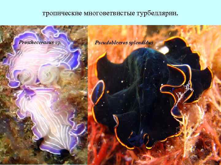 тропические многоветвистые турбеллярии. Prostheceraeus sp. Pseudobiceros splendidus 