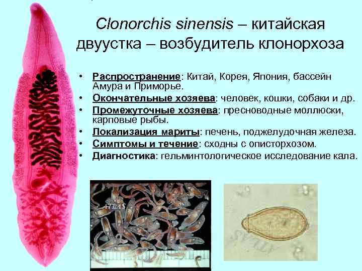 Clonorchis sinensis – китайская двуустка – возбудитель клонорхоза • Распространение: Китай, Корея, Япония, бассейн