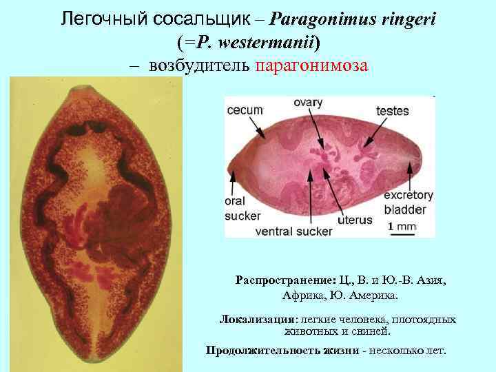 Легочный cосальщик – Paragonimus ringeri (=P. westermanii) – возбудитель парагонимоза Распространение: Ц. , В.