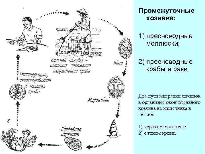 Промежуточные хозяева: 1) пресноводные моллюски; 2) пресноводные крабы и раки. Два пути миграции личинок