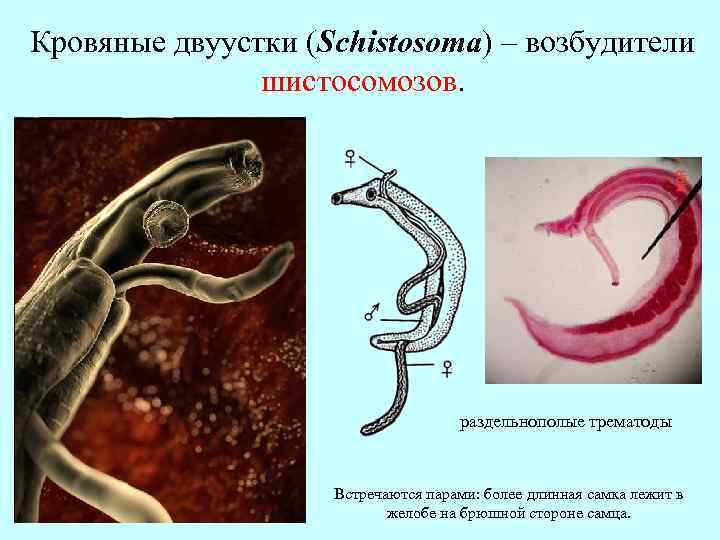 Кровяные двуустки (Schistosoma) – возбудители шистосомозов. раздельнополые трематоды Встречаются парами: более длинная самка лежит