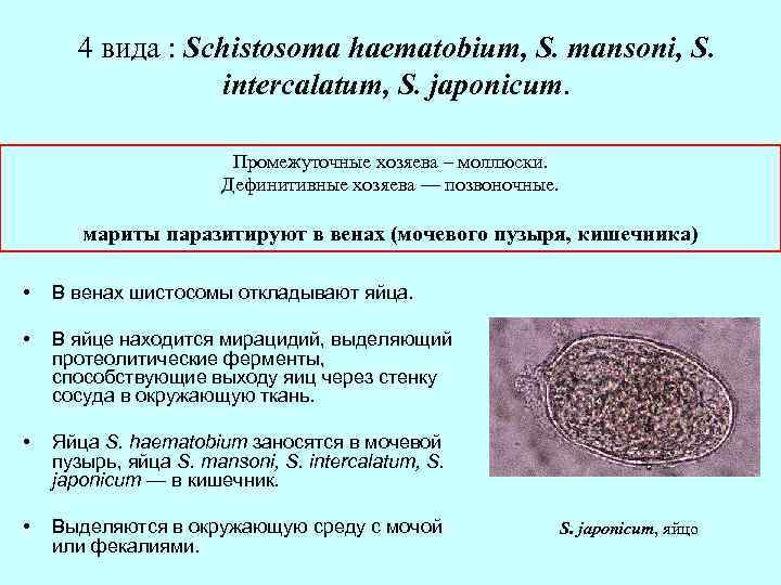 4 вида : Schistosoma haematobium, S. mansoni, S. intercalatum, S. japonicum. Промежуточные хозяева –