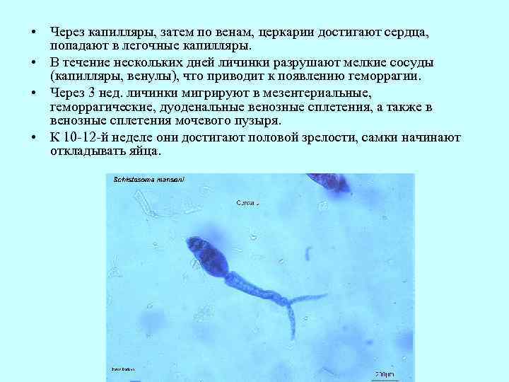  • Через капилляры, затем по венам, церкарии достигают сердца, попадают в легочные капилляры.