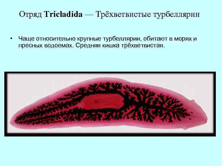 Отряд Tricladida — Трёхветвистые турбеллярии • Чаще относительно крупные турбеллярии, обитают в морях и