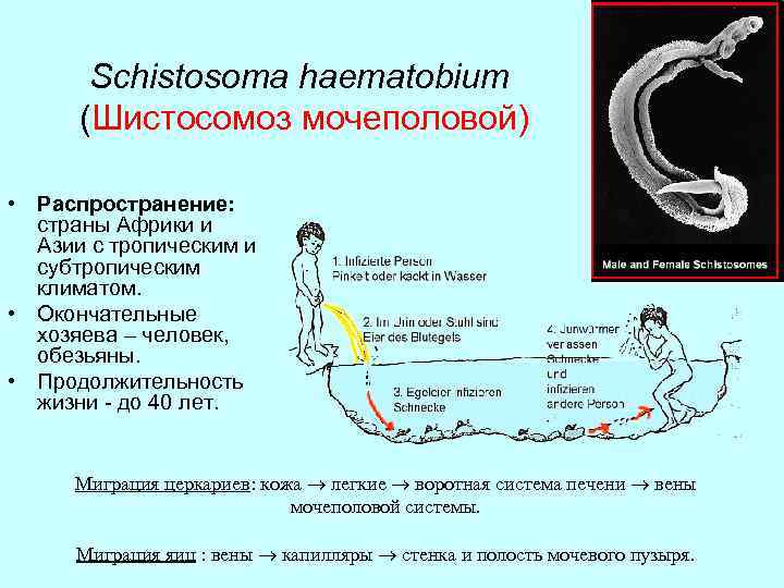 Schistosoma haematobium (Шистосомоз мочеполовой) • Распространение: страны Африки и Азии с тропическим и субтропическим