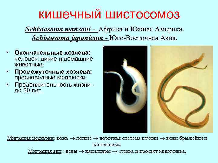 кишечный шистосомоз Schistosoma mansoni - Африка и Южная Америка. Schistosoma japonicum - Юго-Восточная Азия.