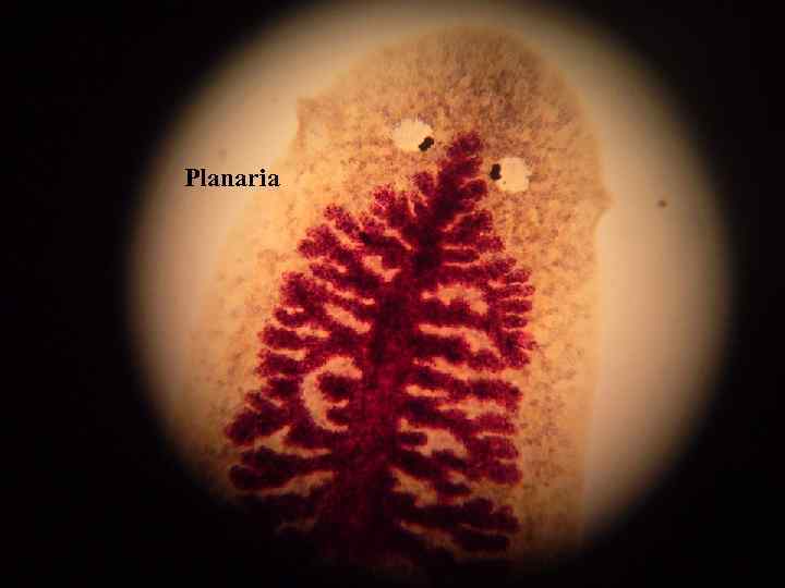 Planaria 