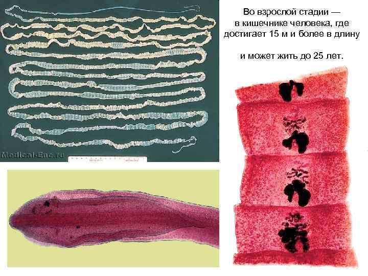 Во взрослой стадии — в кишечнике человека, где достигает 15 м и более в