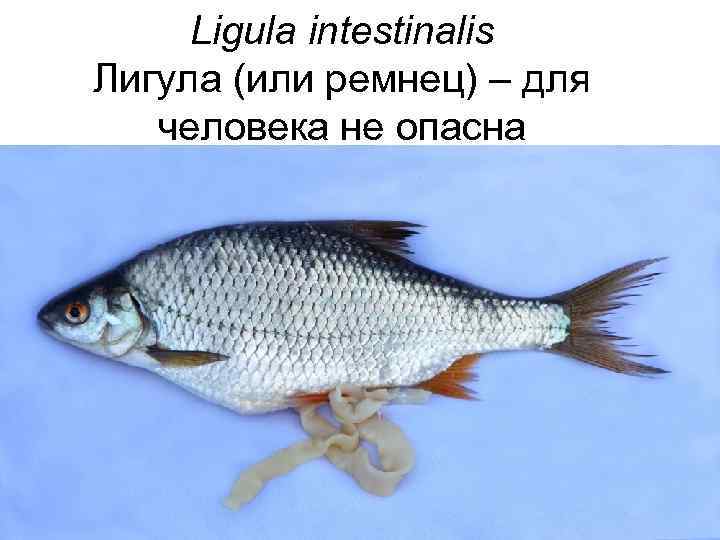 Ligula intestinalis Лигула (или ремнец) – для человека не опасна 