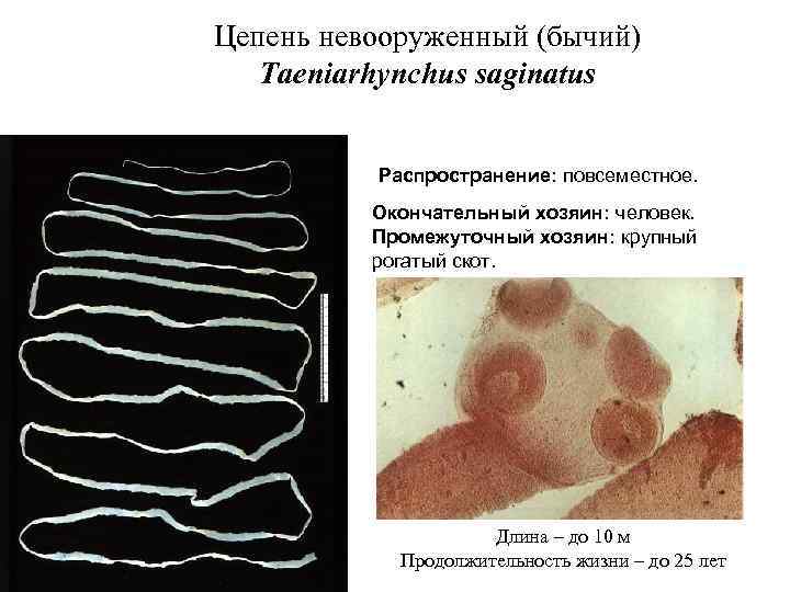 Цепень невооруженный (бычий) Taeniarhynchus saginatus Распространение: повсеместное. Окончательный хозяин: человек. Промежуточный хозяин: крупный рогатый