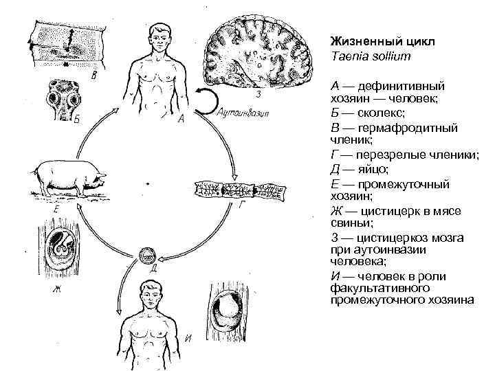 Схема жизненного цикла свиного цепня