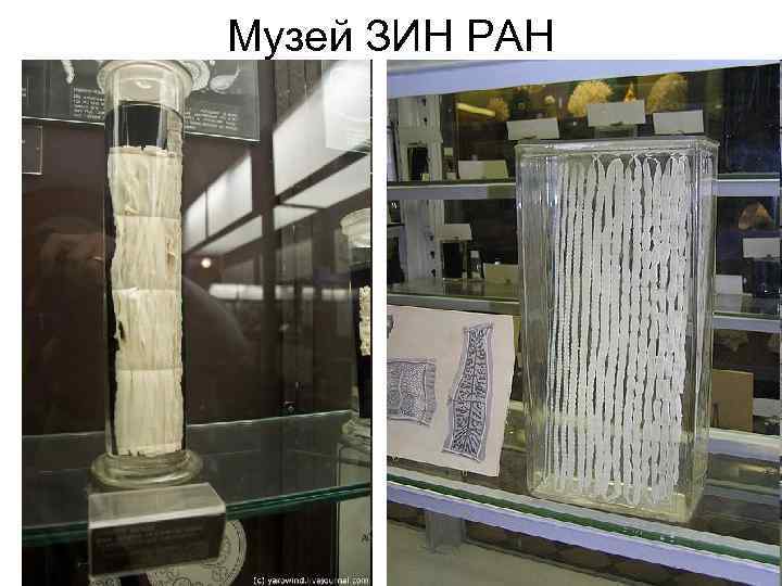 Музей ЗИН РАН 