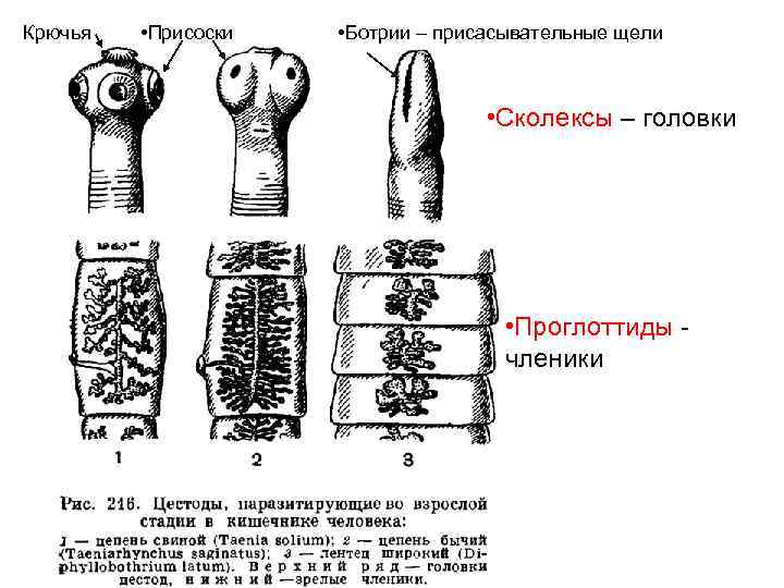 Крючья • Присоски • Ботрии – присасывательные щели • Сколексы – головки • Проглоттиды