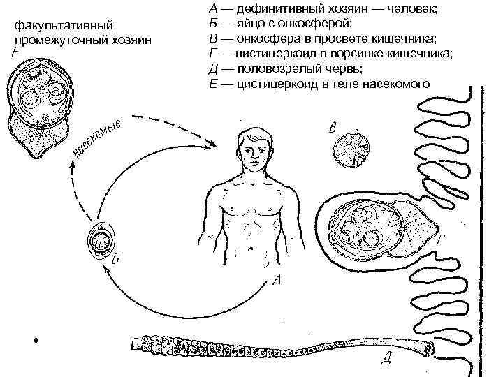 факультативный промежуточный хозяин А — дефинитивный хозяин — человек; Б — яйцо с онкосферой;
