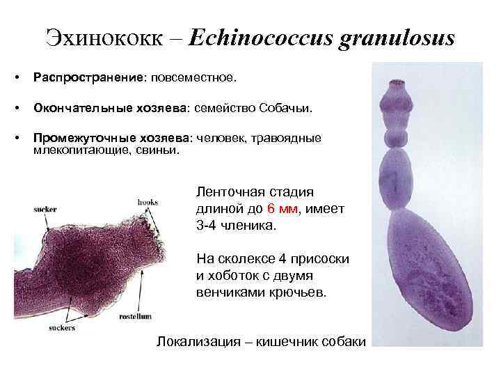 Эхинококк – Echinococcus granulosus • Распространение: повсеместное. • Окончательные хозяева: семейство Собачьи. • Промежуточные