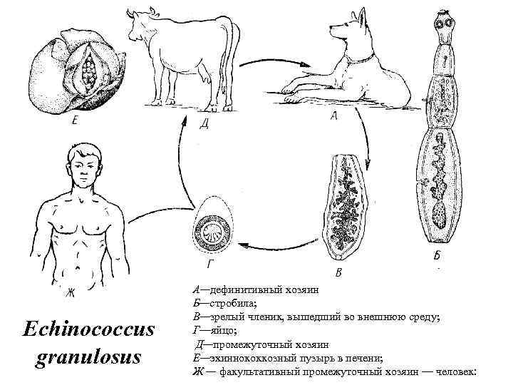 Echinococcus granulosus А—дефинитивный хозяин Б—стробила; В—зрелый членик, вышедший во внешнюю среду; Г—яйцо; Д—промежуточный хозяин