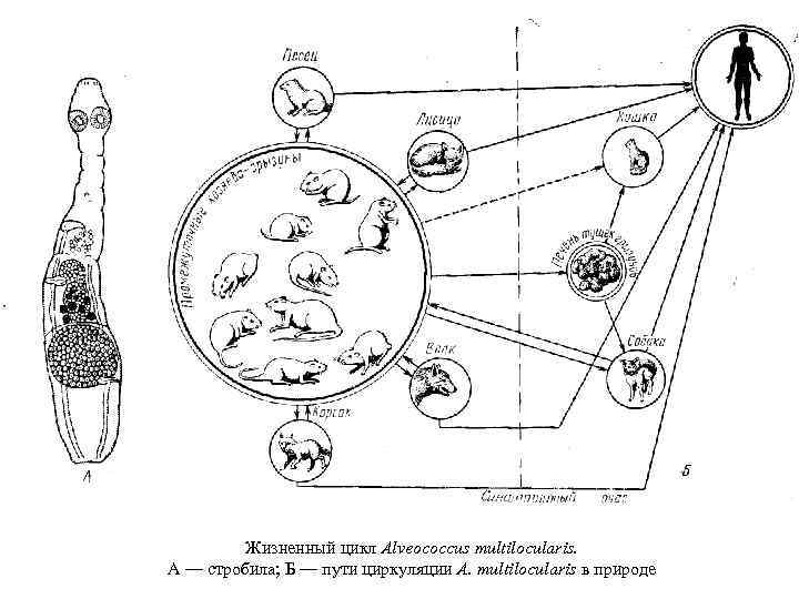 Альвеококк строение рисунок