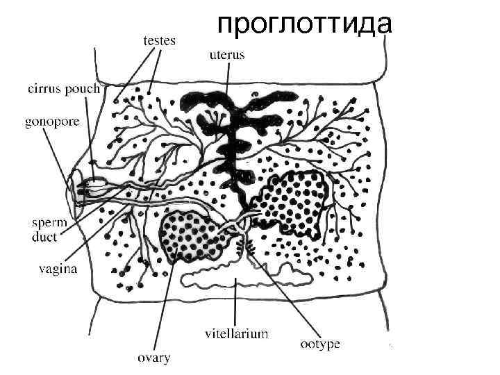 проглоттида 