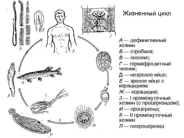 Жизненный цикл А — дефинитивный хозяин Б — стробила; В — сколекс; Г —