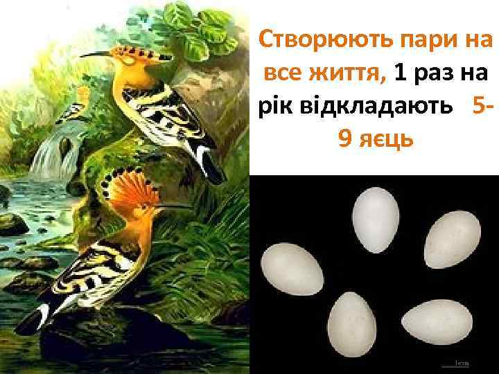 Створюють пари на все життя, 1 раз на рік відкладають 59 яєць 