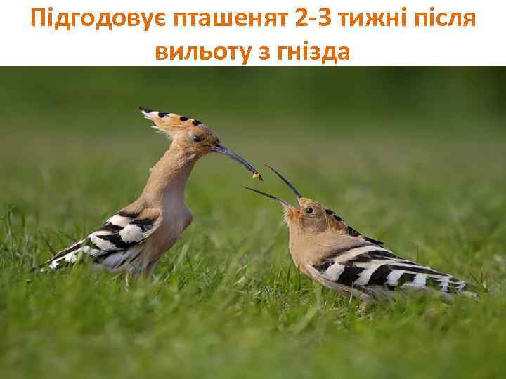 Підгодовує пташенят 2 -3 тижні після вильоту з гнізда 