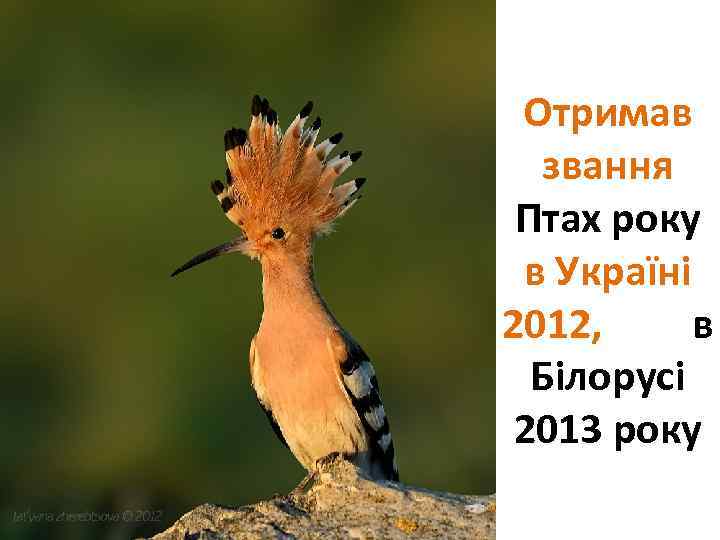 Отримав звання Птах року в Україні 2012, в Білорусі 2013 року 