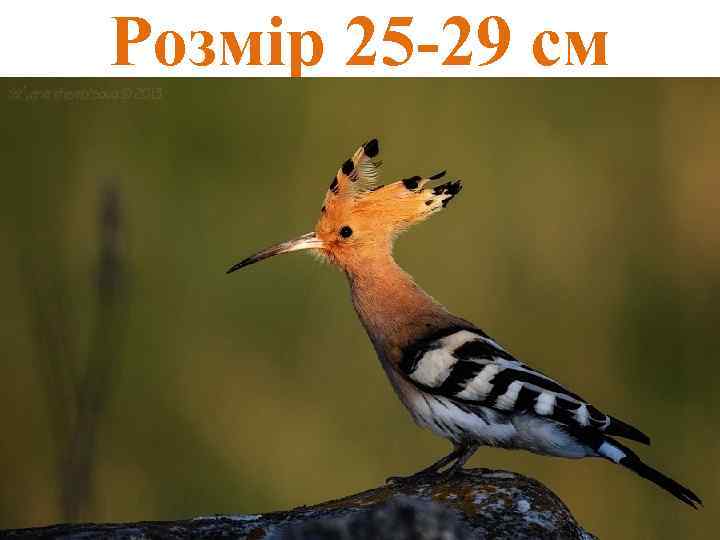 Розмір 25 -29 см 