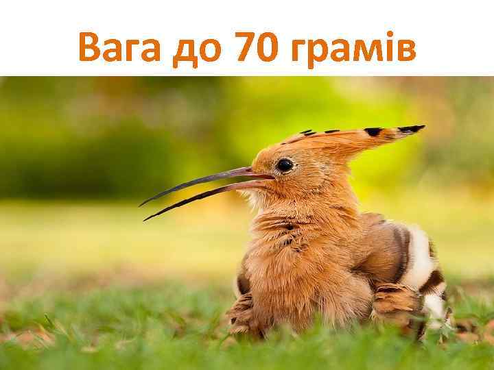 Вага до 70 грамів 