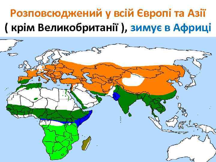 Розповсюджений у всій Європі та Азії ( крім Великобританії ), зимує в Африці 