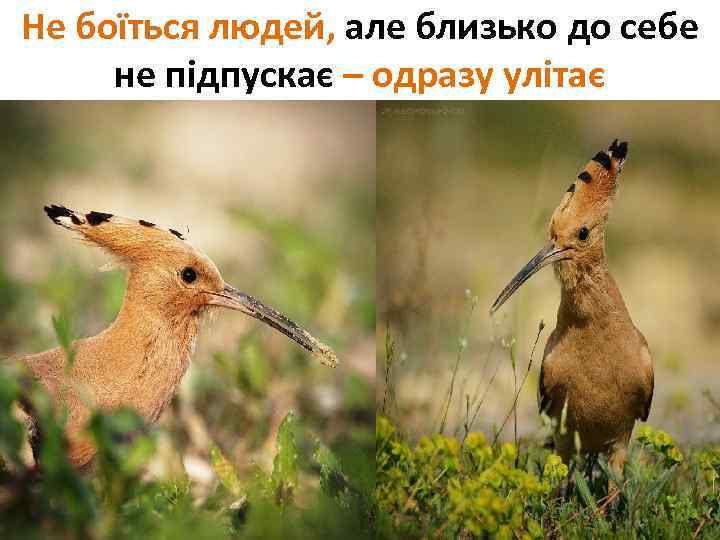 Не боїться людей, але близько до себе не підпускає – одразу улітає 