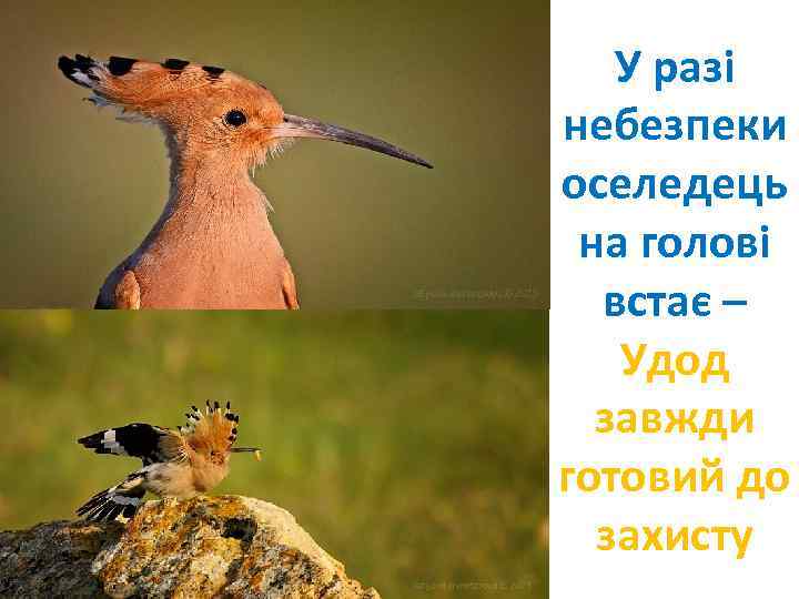 У разі небезпеки оселедець на голові встає – Удод завжди готовий до захисту 