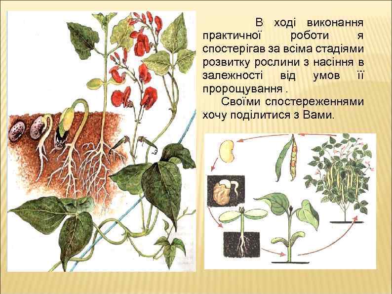 В ході виконання практичної роботи я спостерігав за всіма стадіями розвитку рослини з насіння