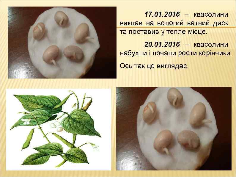 17. 01. 2016 – квасолини виклав на вологий ватний диск та поставив у тепле