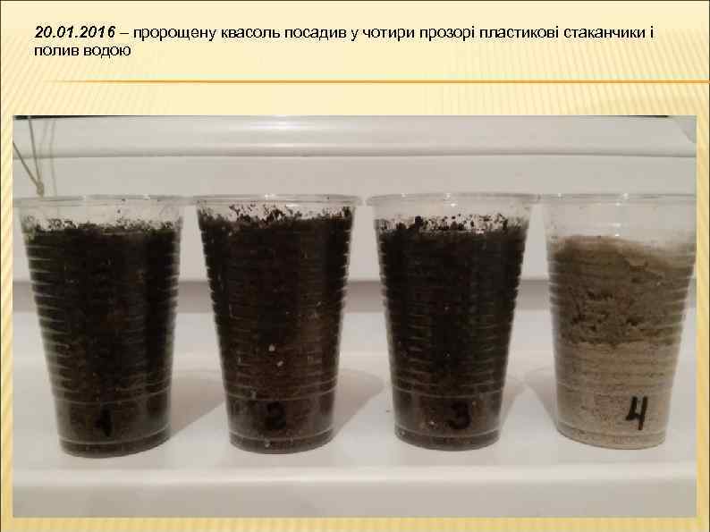 20. 01. 2016 – пророщену квасоль посадив у чотири прозорі пластикові стаканчики і полив