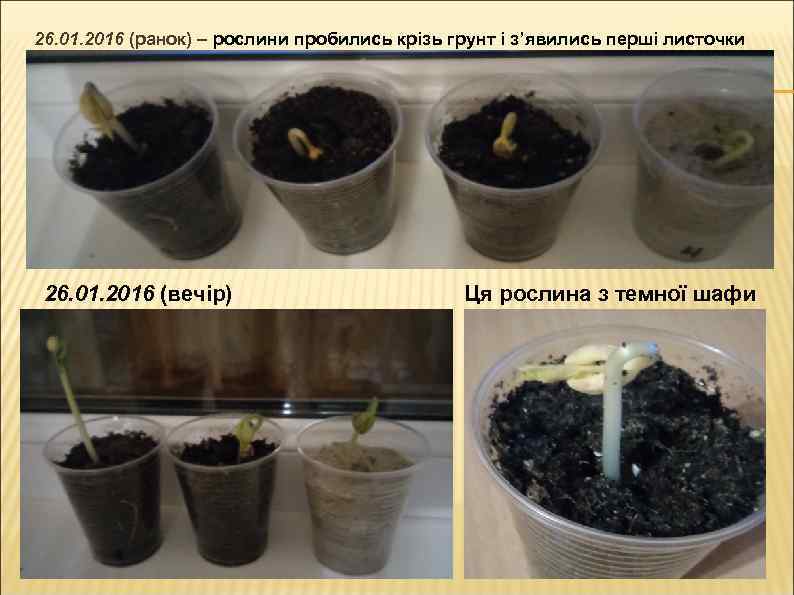 26. 01. 2016 (ранок) – рослини пробились крізь грунт і з’явились перші листочки 26.