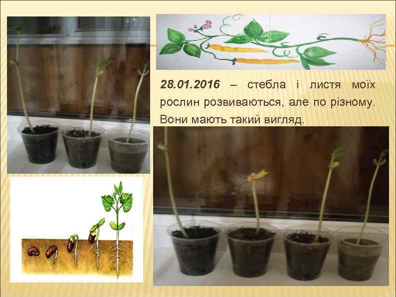 28. 01. 2016 – стебла і листя моїх рослин розвиваються, але по різному. Вони